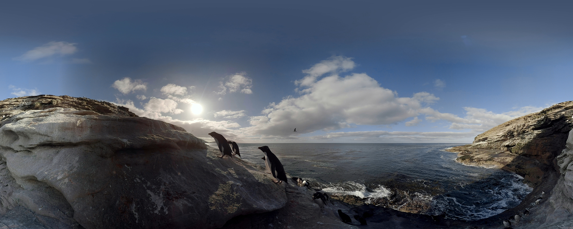 walk with penguins is a 3d vr video for birdlife international