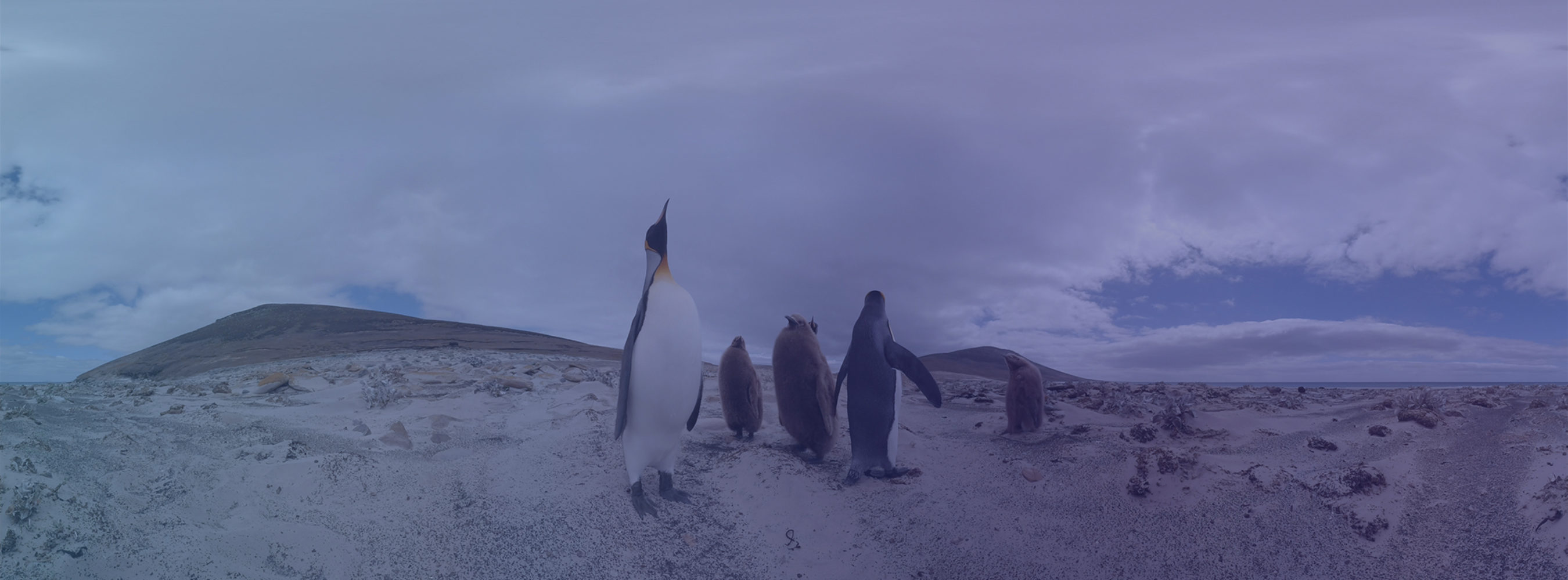 Walk with Penguins in 3D 360°