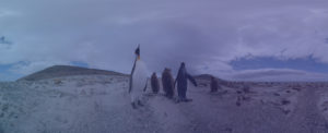 birdlife walk with penguins
