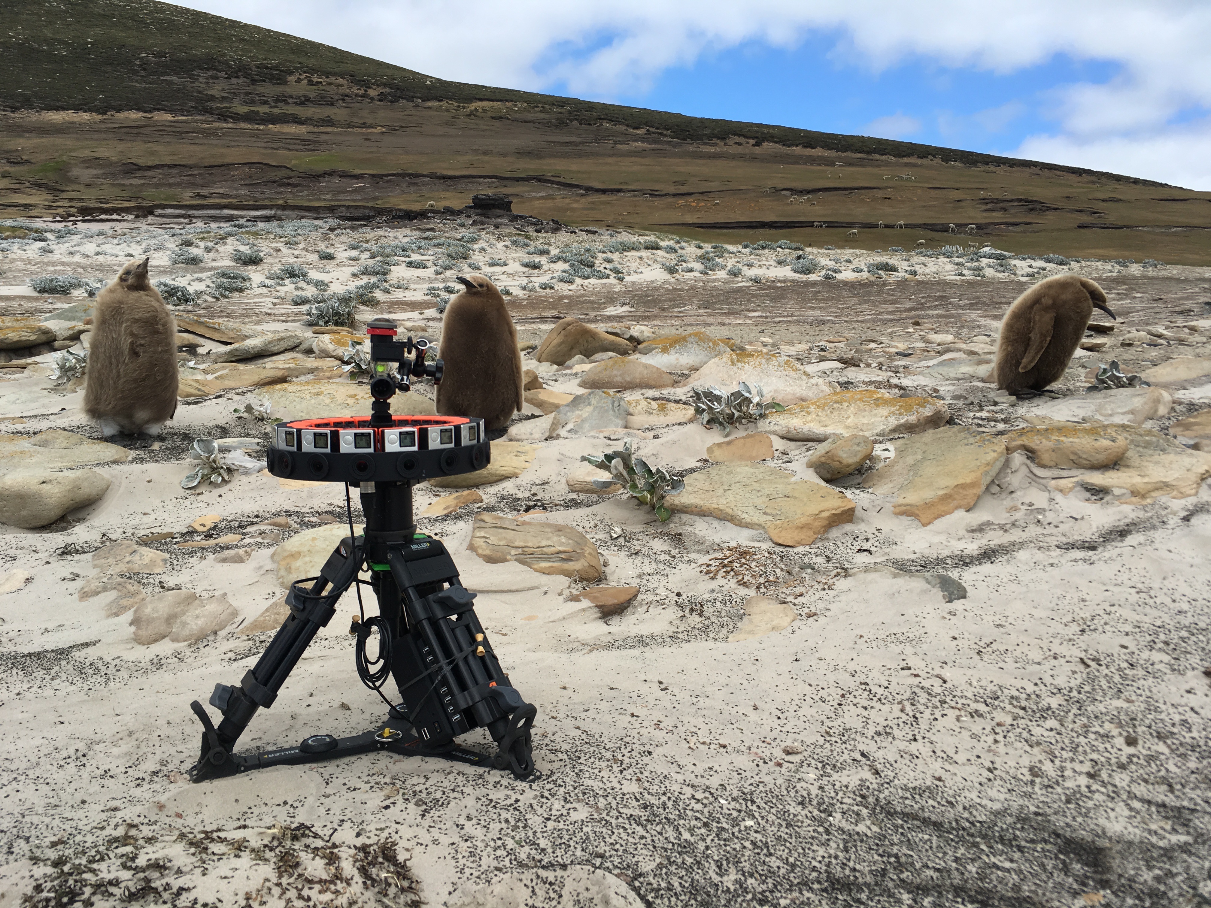 visualise filmed a 3D VR 360° film nature film for birdlife on the google jump rig