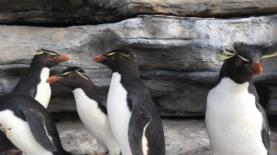 Walk Amongst Penguins in Ground-Breaking VR video