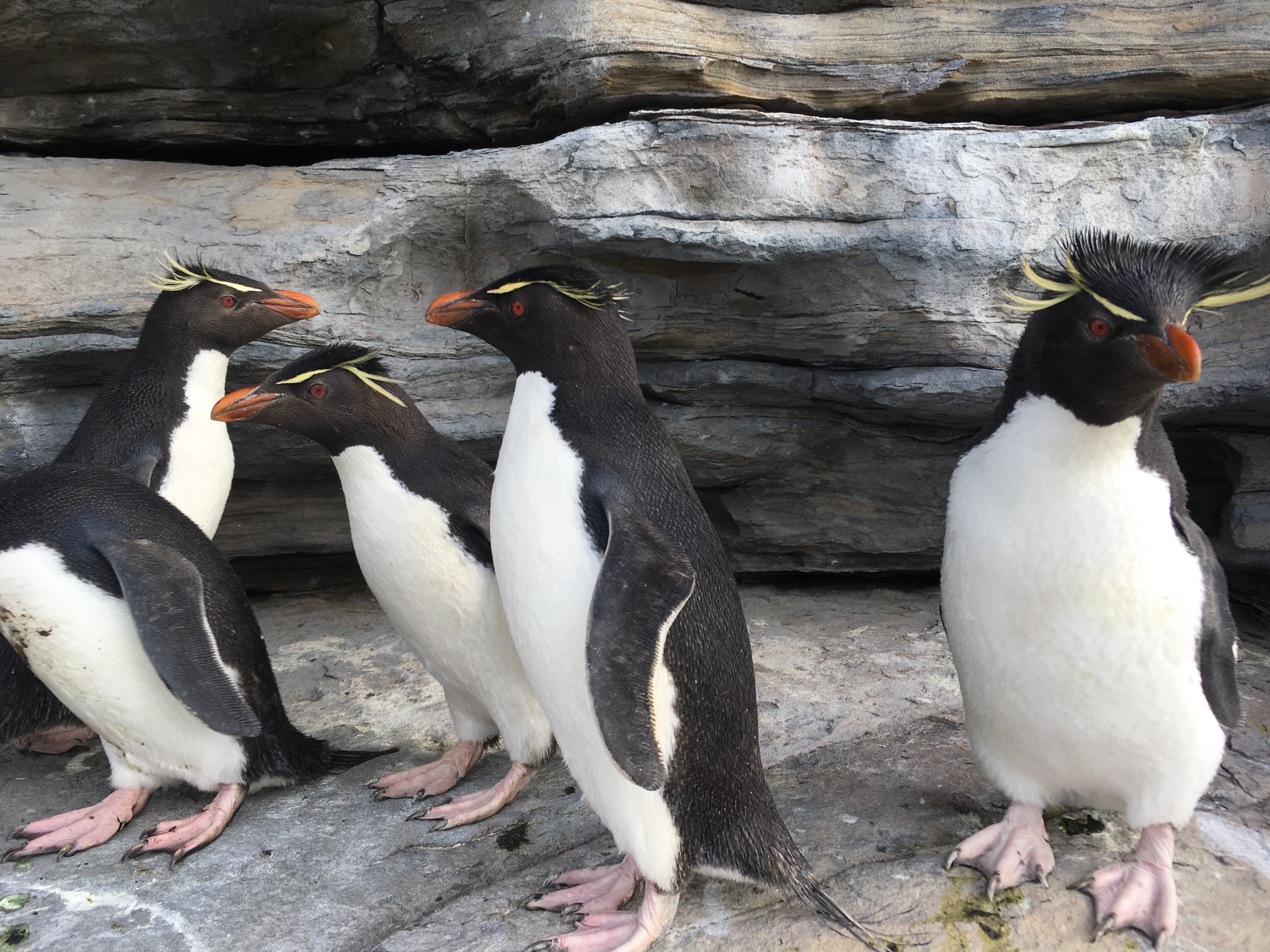 Walk amongst penguins in ground-breaking VR video for BirdLife