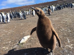 walk with penguins 3d 360 film from visualise for birdlife international