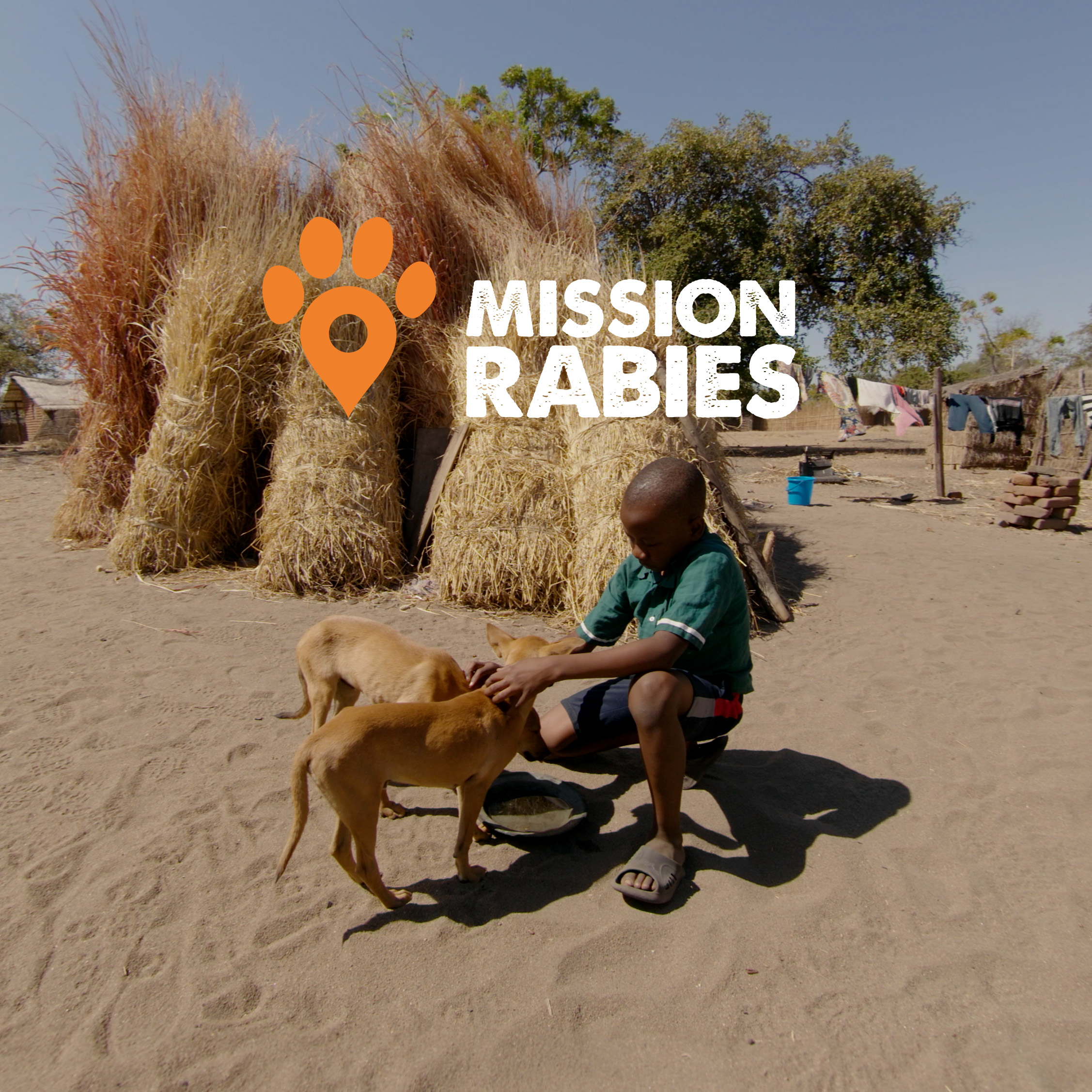 Mission Rabies - VR Film - Worldwide Veterinary Service - VISUALISE